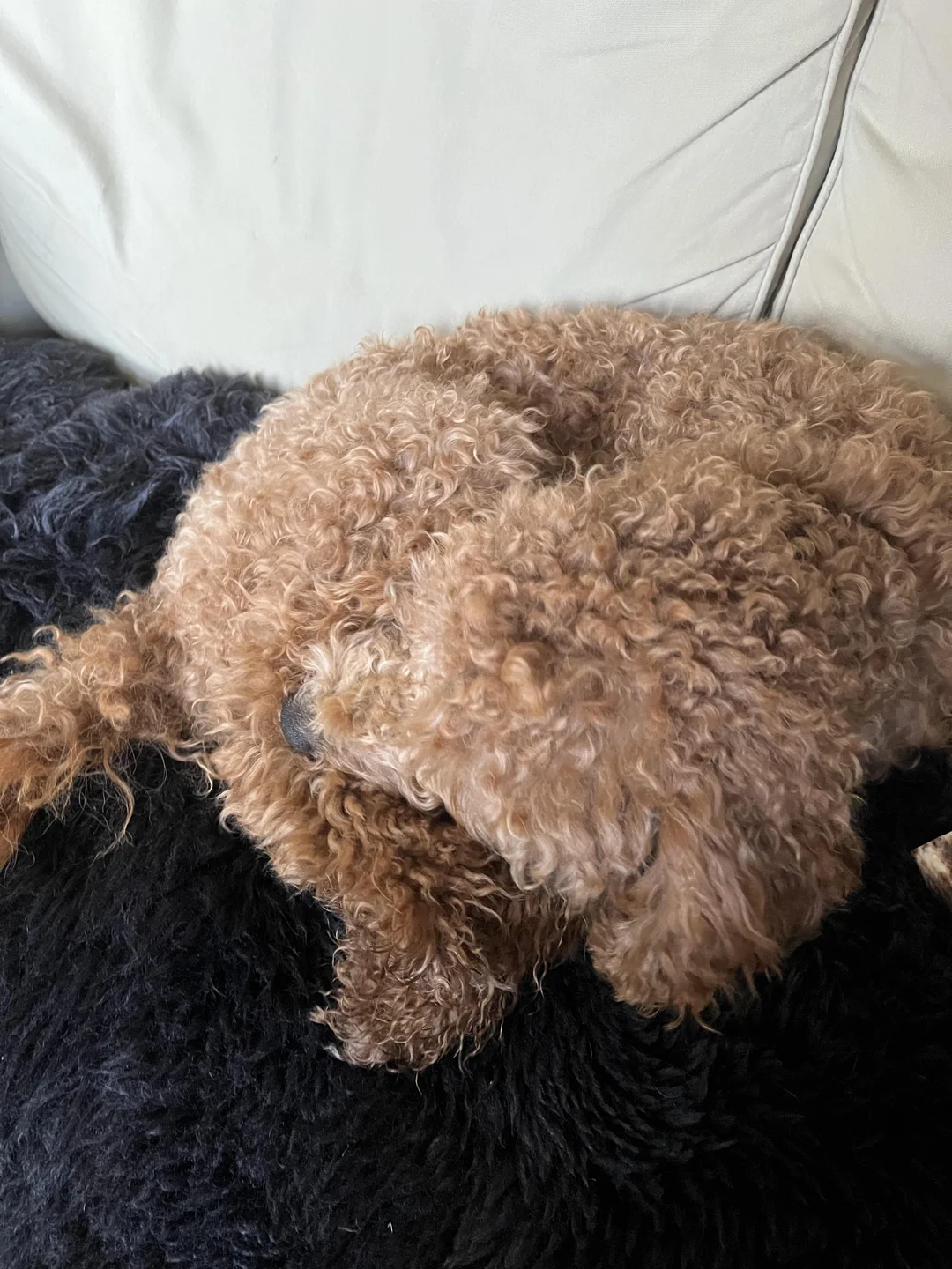 Luna likt aan haar huid op de bank