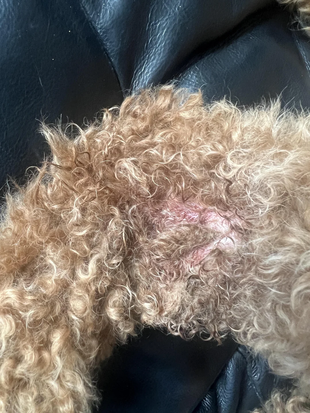 Close-up van kale, roze plek in Luna's vacht