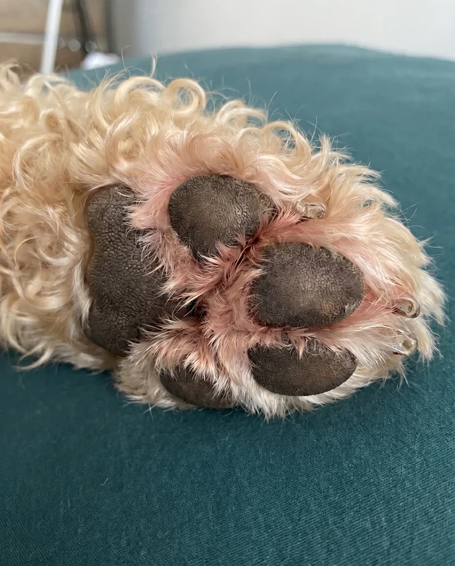 Close-up van Luna's poot met rode, geïrriteerde huid tussen de kussentjes