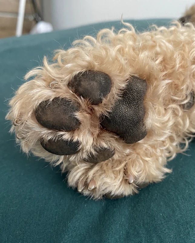 Luna's poot na 4 weken, minder rood tussen de kussentjes